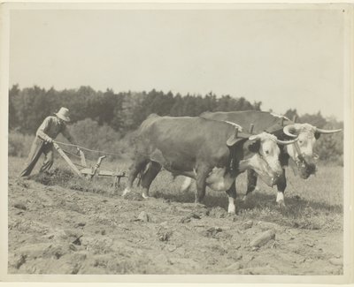 Vidéki jelenet Maine középső részén, sok ökröt még mindig használnak alkotó: Lewis Wickes Hine