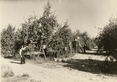 Cím nélkül, kb. 1935. alkotó: Lewis Wickes Hine