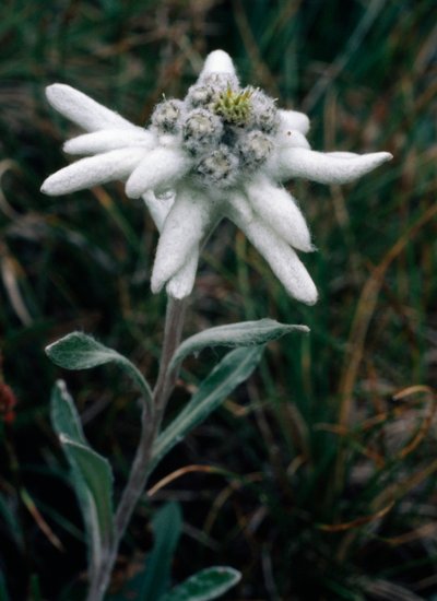Edelweiss (fotó) alkotó: Unbekannt Unbekannt