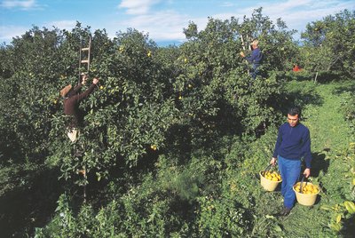 Bergamott betakarítása, Calabria, Olaszország (fotó) alkotó: Unbekannt Unbekannt