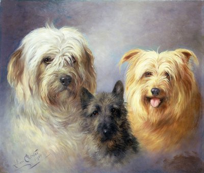 Egy tibeti, egy cairn és egy silky terrier alkotó: Lilian Cheviot