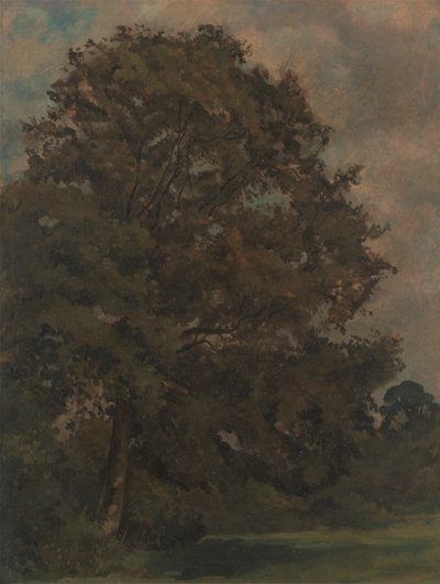 Egy kőrisfa tanulmányozása alkotó: Lionel Constable