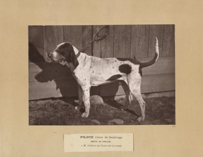 Pilote, Chien de Saintonge, Meute de Virelade, A.M. Joseph de Carayon Latour alkotó: Leon Cremiere
