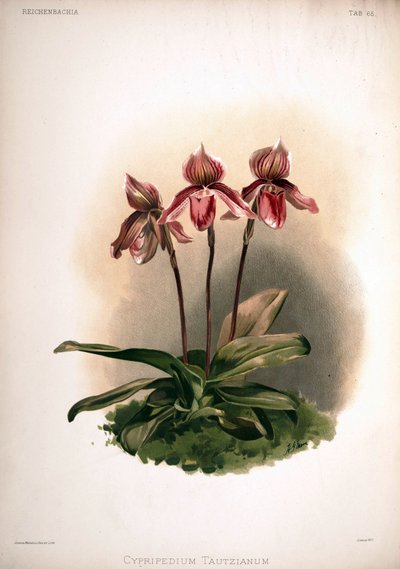 Cypripedium × tautzianum fajta = (Paphiopedilum barbatum × Paphiopedilum niveum) alkotó: London H. Sotheran and Co.