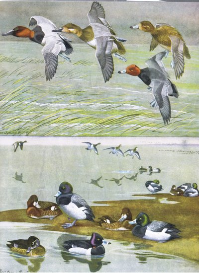 Illusztráció a The Natural History of American Birds of Eastern and Central North America pubból. írta: Bramhall House 1970 körül alkotó: Louis Agassiz Fuertes