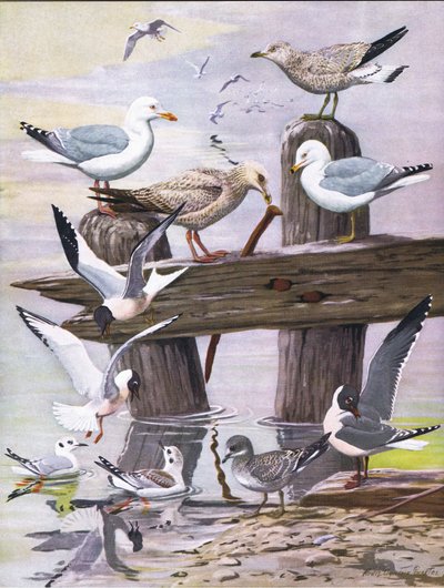Illusztráció a The Natural History of American Birds of Eastern and Central North America pubból. írta: Bramhall House 1970 körül alkotó: Louis Agassiz Fuertes