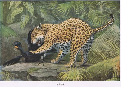 Jaguár alkotó: Louis Agassiz Fuertes