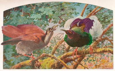 Tizenkét vezetékes Paradicsommadarak, c1910, 1911 alkotó: Louis Fairfax Muckley