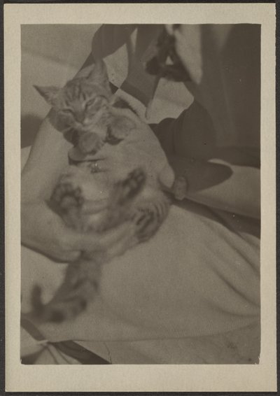 [Cat] alkotó: Louis Fleckenstein