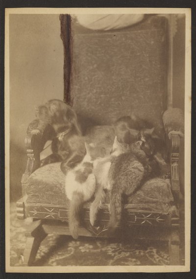 [Cuddling Cats and Dog] alkotó: Louis Fleckenstein