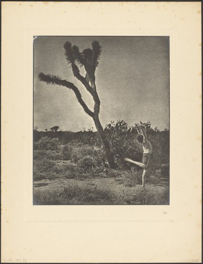 [Táncos a Joshua Tree-nél] alkotó: Louis Fleckenstein