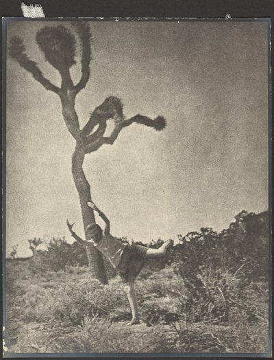 Mozgékony és kecses - Dancing Joshua alkotó: Louis Fleckenstein