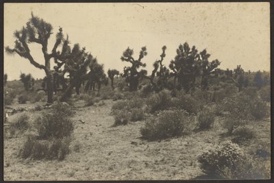 Mojave sivatag alkotó: Louis Fleckenstein