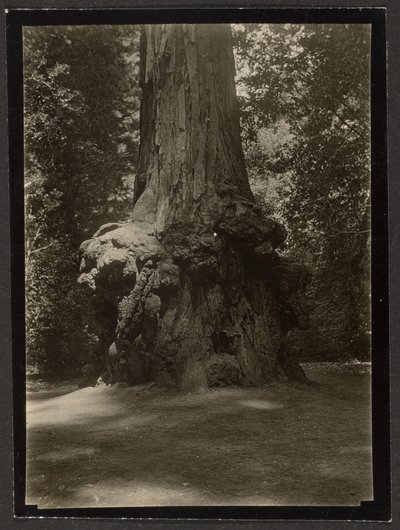 [Mamutfenyő, Big Basin] alkotó: Louis Fleckenstein
