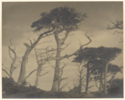 Twin Brothers - Carmel alkotó: Louis Fleckenstein