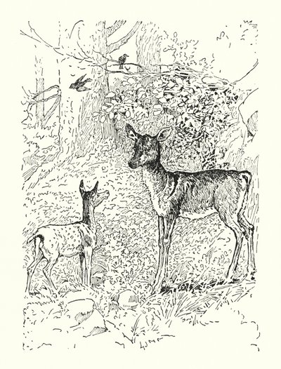 Az őzike és az anyja (litográfia) alkotó: Louis John Rhead