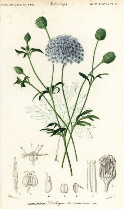 Kék csipkevirág, Trachymene coerulea. ,1849 (metszet) alkotó: Louis Joseph Edouard Maubert