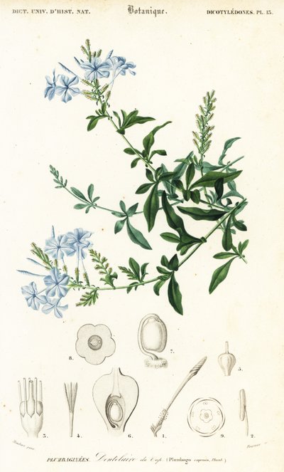 Cape ólomfű, Plumbago auriculata, 1849 (metszet) alkotó: Louis Joseph Edouard Maubert