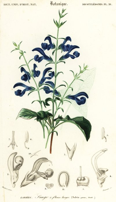Gentián zsálya vagy terítőzsálya, Salvia patens., 1849 (metszet) alkotó: Louis Joseph Edouard Maubert