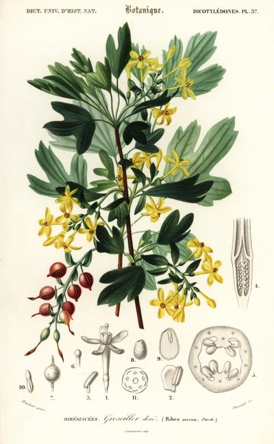 Arany ribizli, arany ribizli. , 1849 (metszet) alkotó: Louis Joseph Edouard Maubert