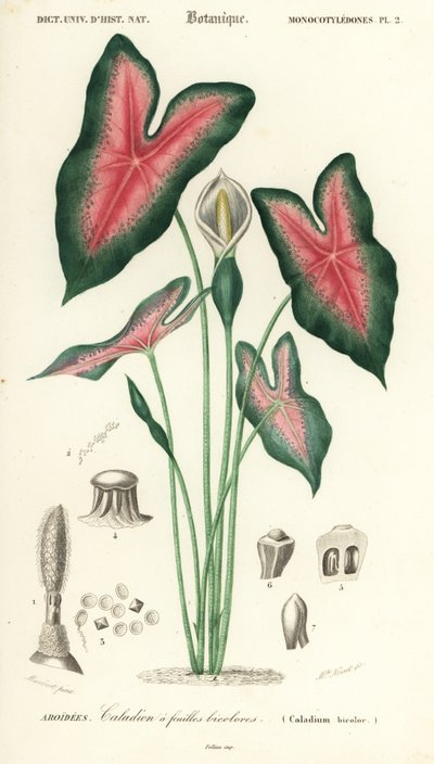 Jézus Szíve, Caladium bicolor. ,1849 (metszet) alkotó: Louis Joseph Edouard Maubert
