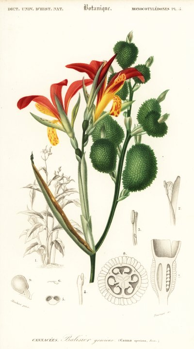 Indiai shot, Canna indica. ,1849 (metszet) alkotó: Louis Joseph Edouard Maubert