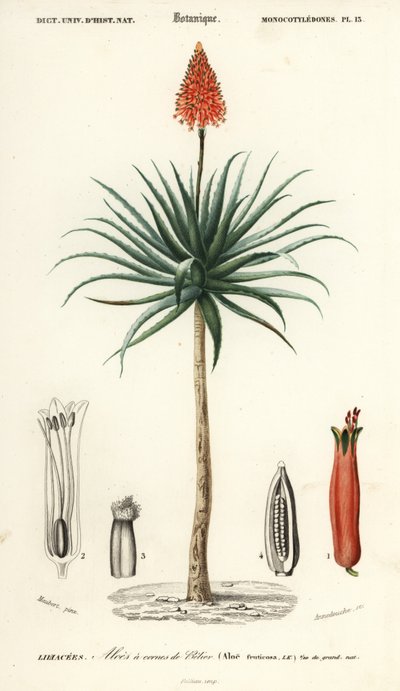Krantz aloe, Aloe arborescens., 1849 (metszet) alkotó: Louis Joseph Edouard Maubert