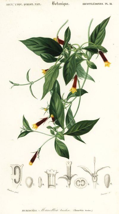 Manettia luteorubra. ,1849 (metszet) alkotó: Louis Joseph Edouard Maubert