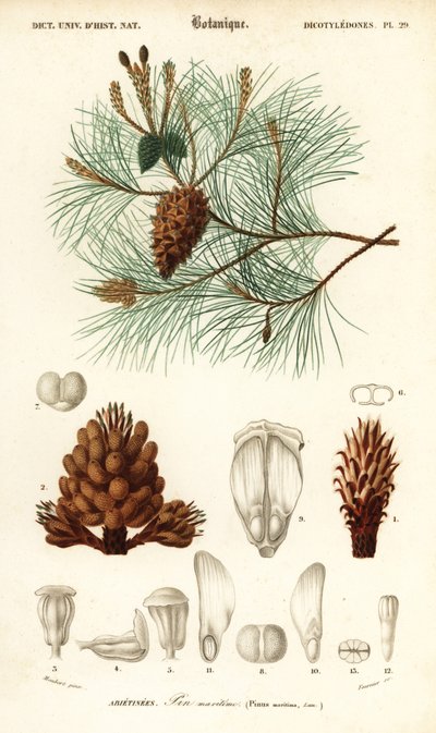 Tengeri fenyő vagy fürtfenyő, Pinus pinaster.,1849 (metszet) alkotó: Louis Joseph Edouard Maubert
