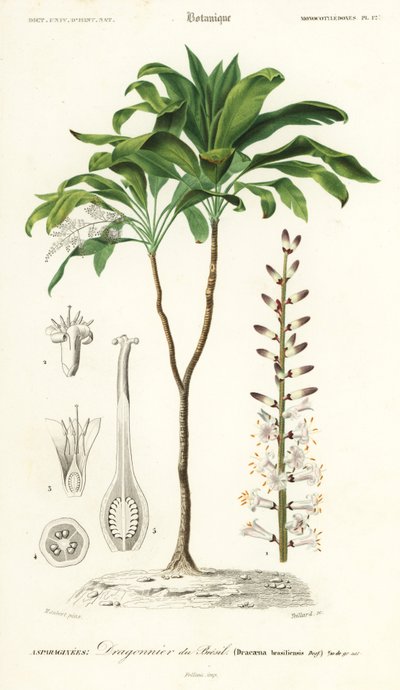 Pálmaliliom, Cordyline fruticosa., 1849 (metszet) alkotó: Louis Joseph Edouard Maubert
