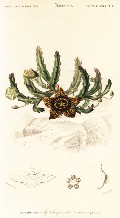Csillagvirág, Orbea variegata., 1849 (metszet) alkotó: Louis Joseph Edouard Maubert