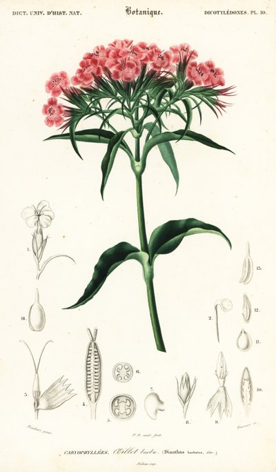 Édes Vilmos, Dianthus barbatus., 1849 (metszet) alkotó: Louis Joseph Edouard Maubert