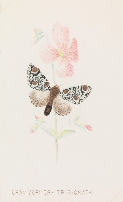 Grammophora Trisignata, 1862. alkotó: Louis Prang