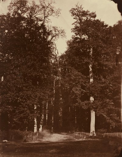 Erdő Saint-Cloudban,1859-1860 (fotó) alkotó: Louis-Rémy Robert