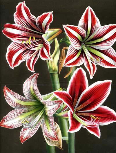 AMARYLLIS HIPPEASTRA (metszet) alkotó: Louis Van Houtte