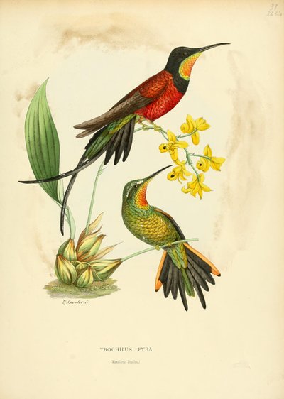 Pyra csiga = Pyra topáz alkotó: Louis Victor Bevalet