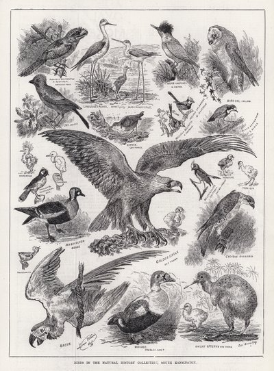 Birds in the Natural History Collection, South Kensington (metszet) alkotó: Louis Wain