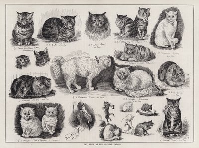 Macskabemutató a Crystal Palace-ban (metszet) alkotó: Louis Wain