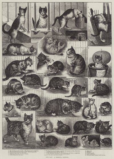 Macskáink, hazai történelem alkotó: Louis Wain