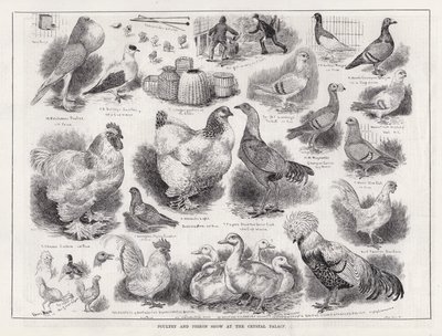 Baromfi- és galambbemutató a Crystal Palace-ban (metszet) alkotó: Louis Wain