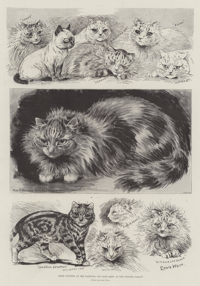 A Crystal Palace National Cat Club kiállításának díjazottjai alkotó: Louis Wain