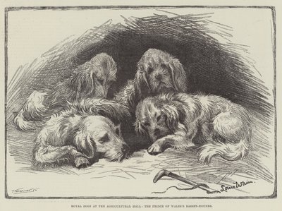 Királyi kutyák a Mezőgazdasági Csarnokban, a walesi herceg basset-kutyái alkotó: Louis Wain