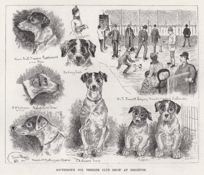 Southdown Fox Terrier Club Show Brightonban (metszet) alkotó: Louis Wain