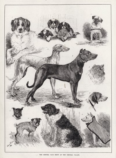 Kennel Club Show a Crystal Palace-ban (metszet) alkotó: Louis Wain