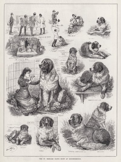 A St Bernard Club bemutatója Knightsbridge-ben (metszet) alkotó: Louis Wain