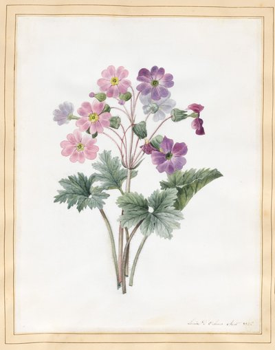 Hibrid Auricula (wc pergamen) alkotó: Louise DOrleans