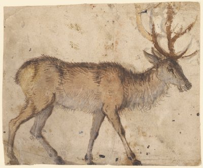 Szarvas tanulmány (recto); kecske tanulmány (verso) alkotó: Lucas Cranach the Elder