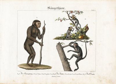 Főemlősök: Orangután, közönséges marmoscet és pókmajom alkotó: Ludwig Meyer