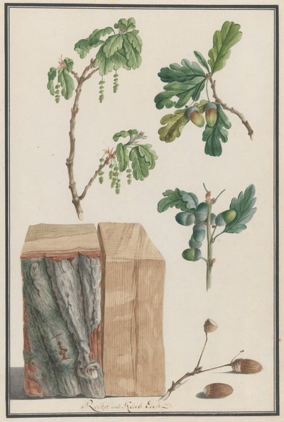 Tanulmányok egy angol tölgy, Quercus robur, 1788 virágairól, terméseiről és törzséről. alkotó: Ludwig Pfleger