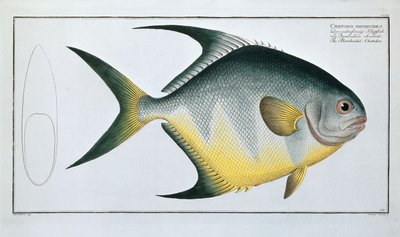 Rombusz alakú Chetodon alkotó: Ludwig Schmidt